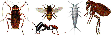bugsri.jpg (52719 bytes)
