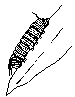 larva-s.gif (500 bytes)