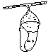 pupa-s.gif (367 bytes)